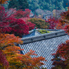 善峯寺　紅葉