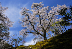 白龍園の桜