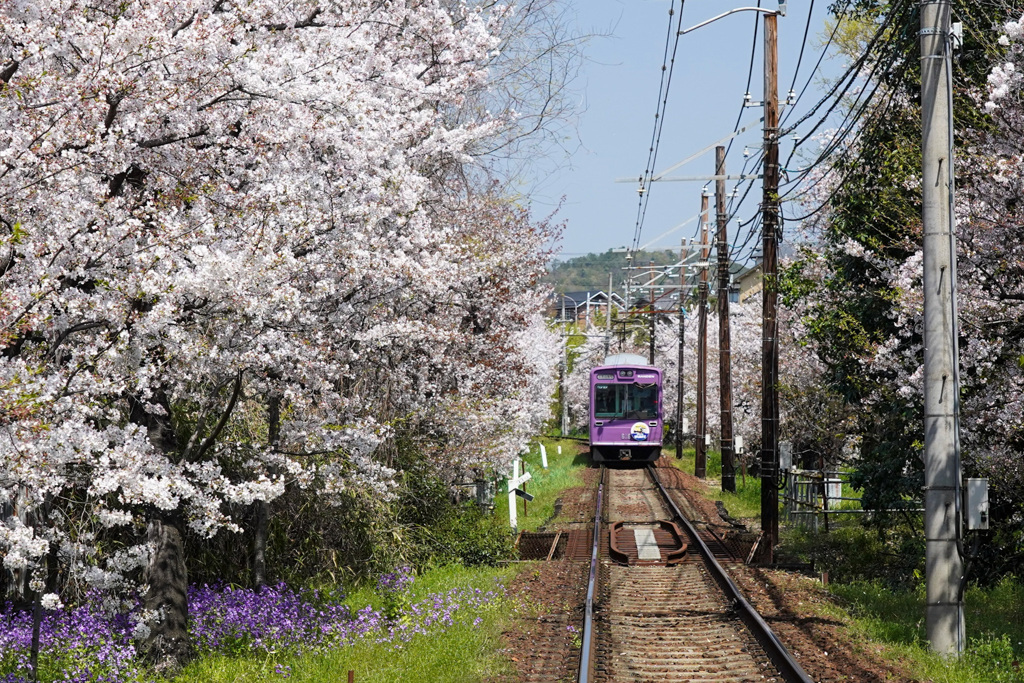 嵐電と桜