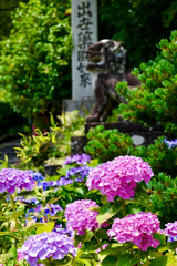 善峯寺の紫陽花