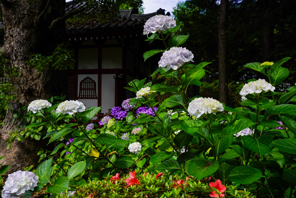 色とりどりの紫陽花