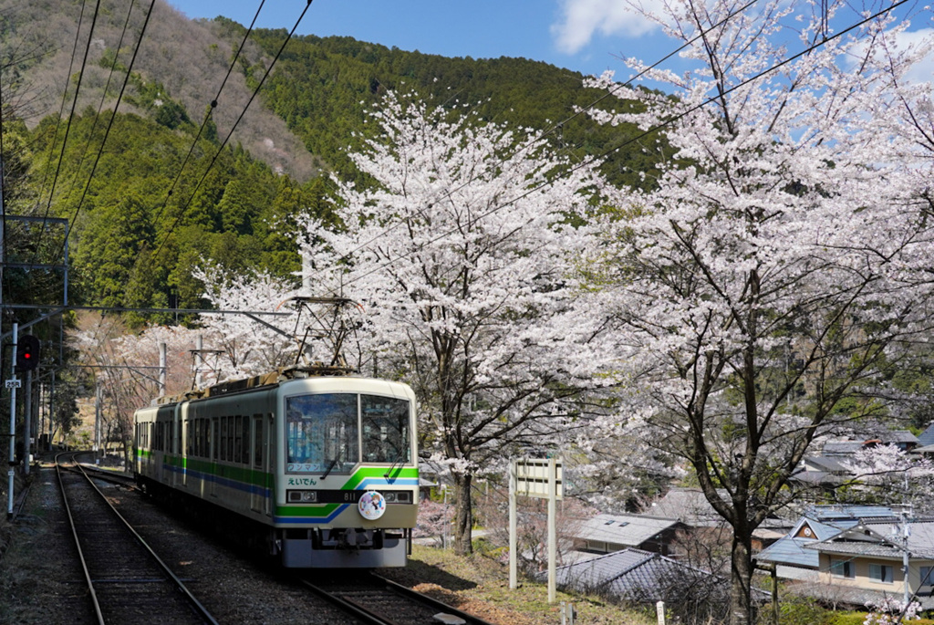 えいでんと桜