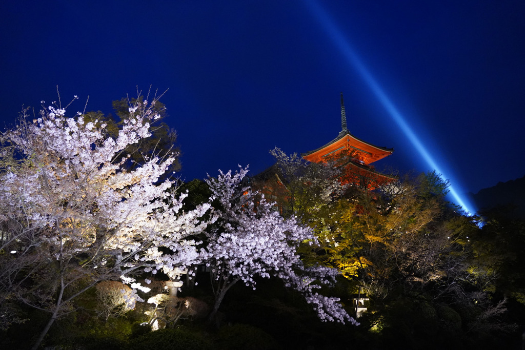 清水寺の桜