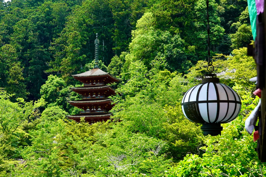 新緑の長谷寺