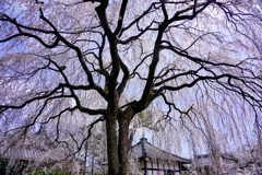 本満寺の桜
