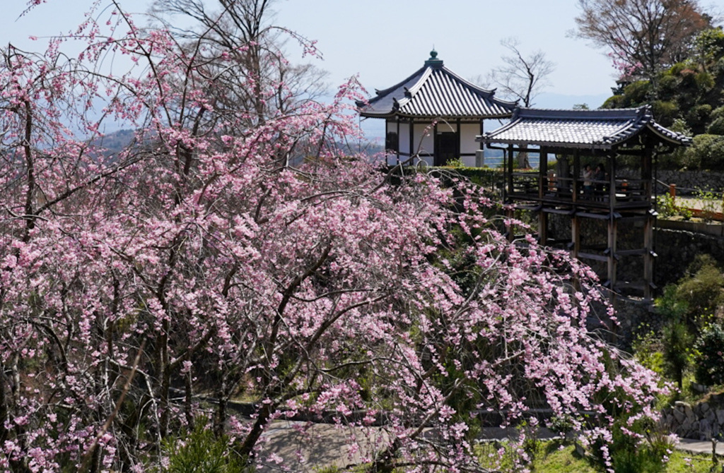 善峯寺の桜