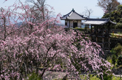 善峯寺の桜