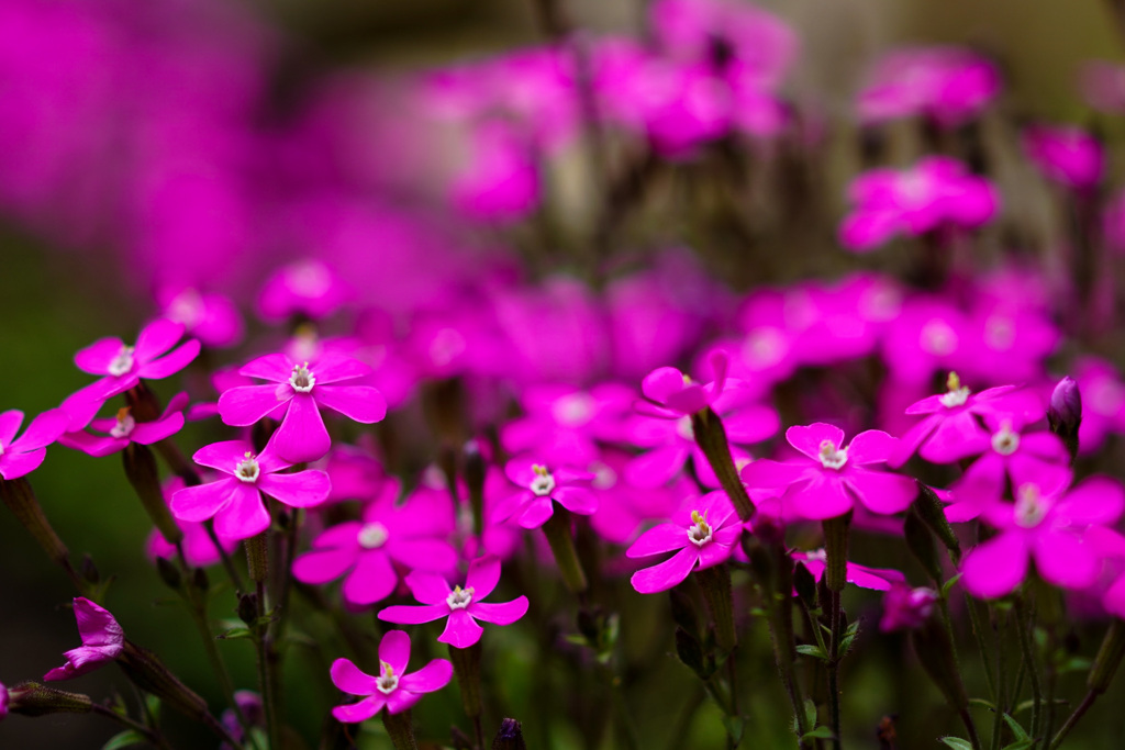 生駒山に咲く花