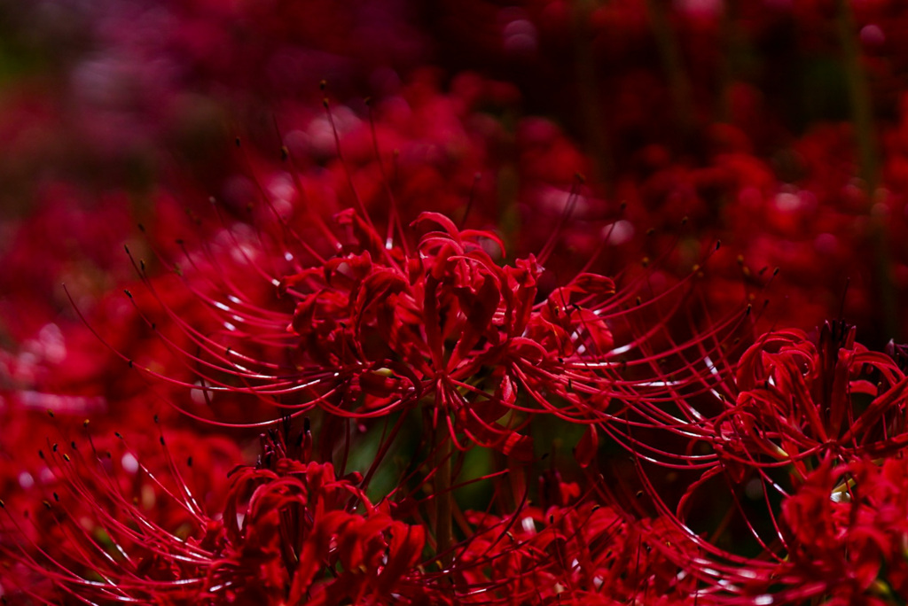 深紅の彼岸花