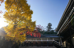 南禅寺の銀杏