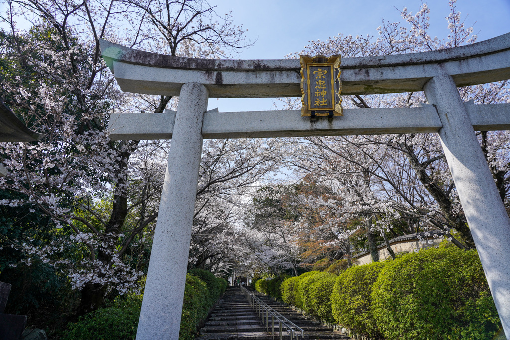 宗忠神社の桜