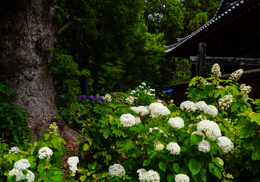 久米寺の紫陽花