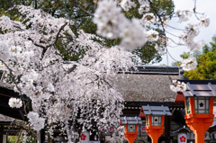 魁桜
