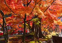 みたらし団子屋の紅葉