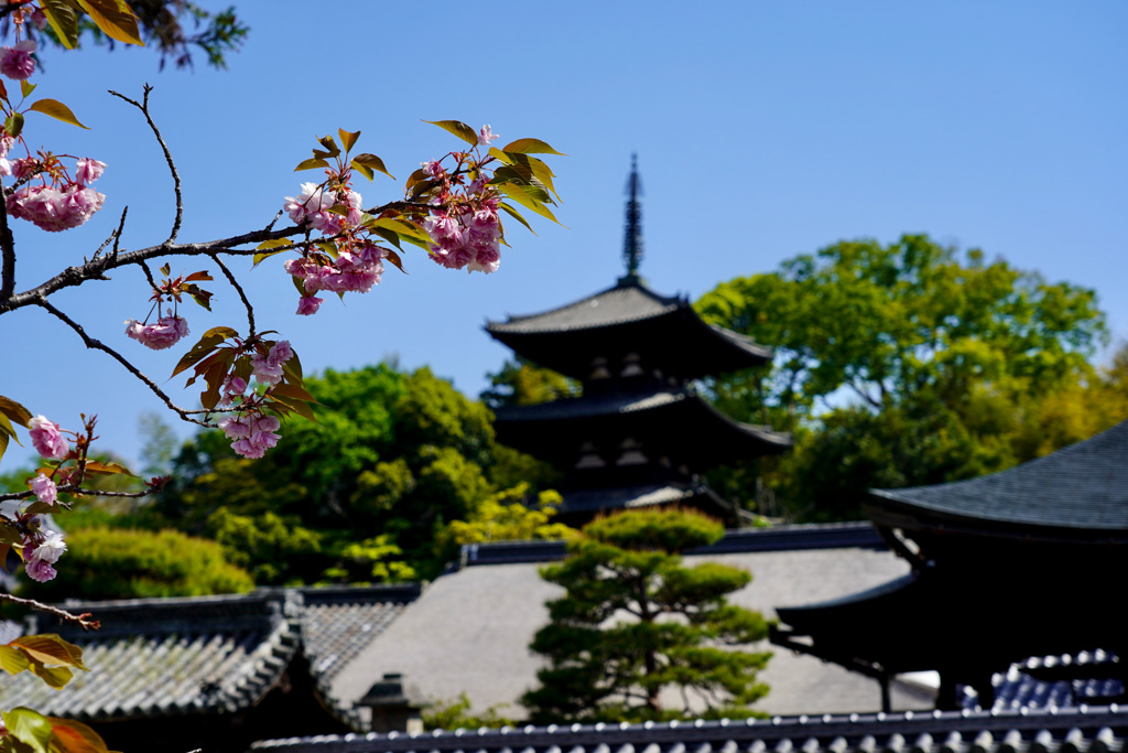 八重桜と三重塔