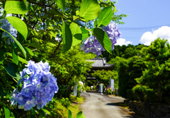 観音寺のあじさい