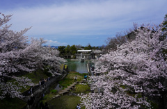 桜と噴水
