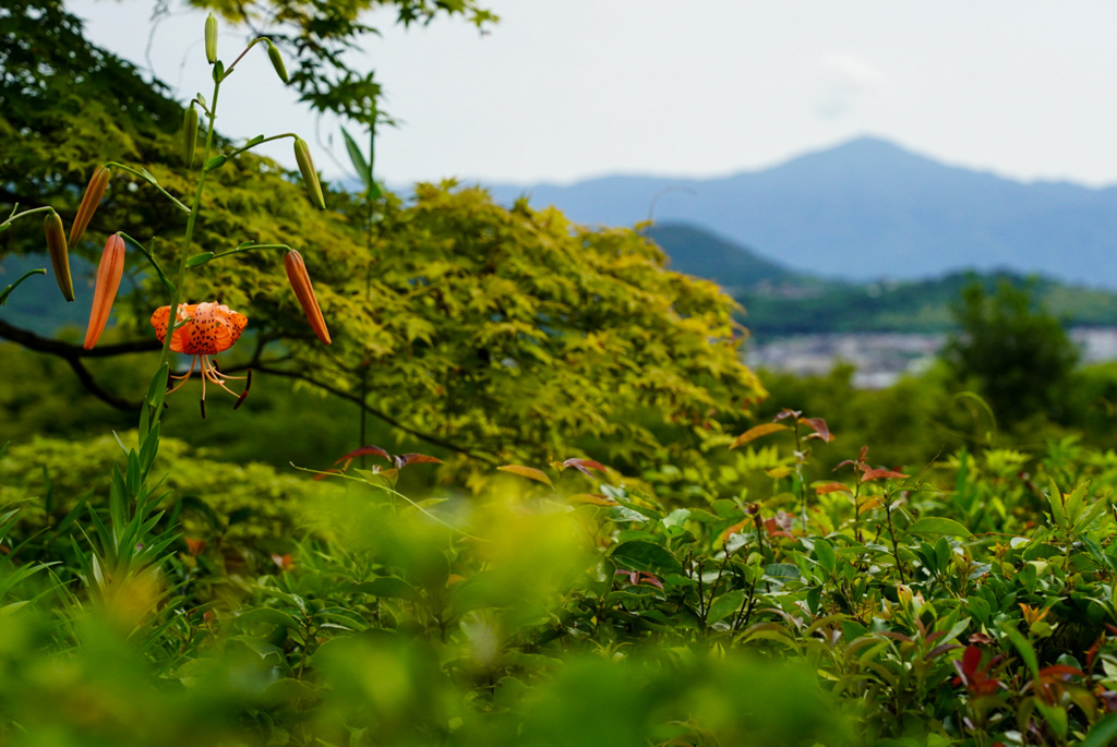オニユリと比叡山