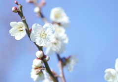 大阪城公園の梅の花