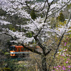 桜と叡山電鉄