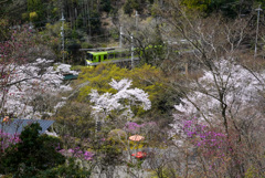 桜と叡山電鉄