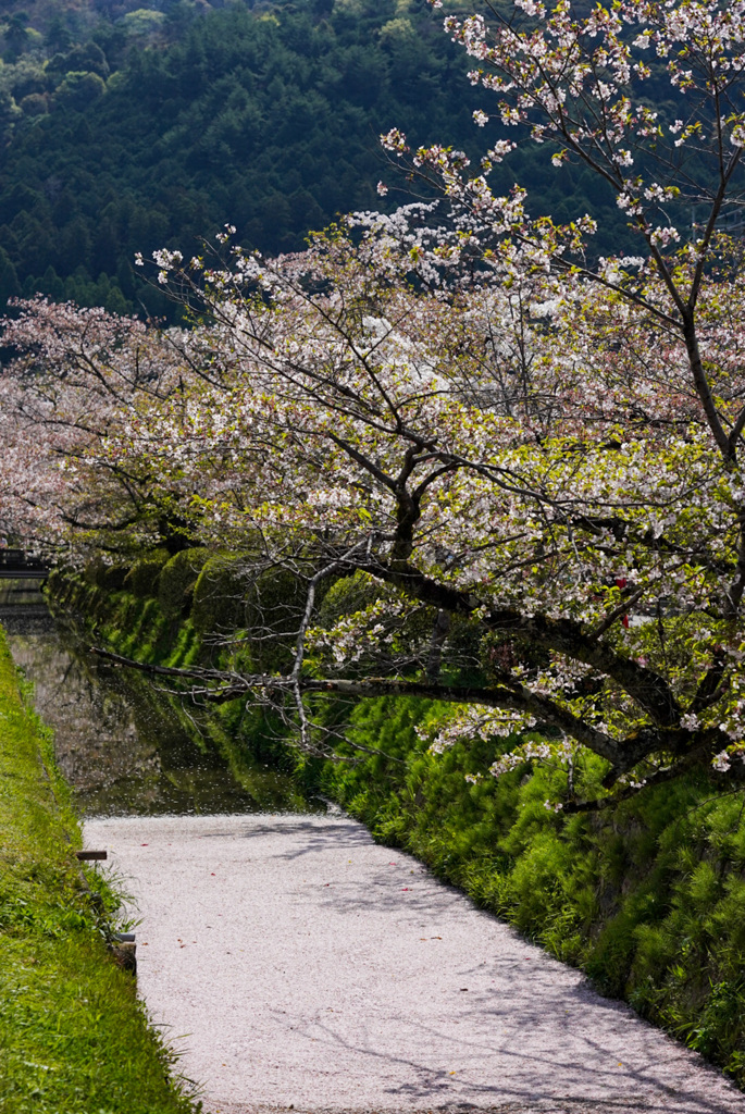 哲学の道の花筏