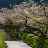 哲学の道の花筏