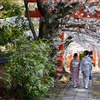 竹中稲荷神社の桜