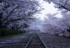蹴上インクラインの桜
