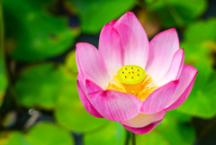 猛暑に咲くはすの花