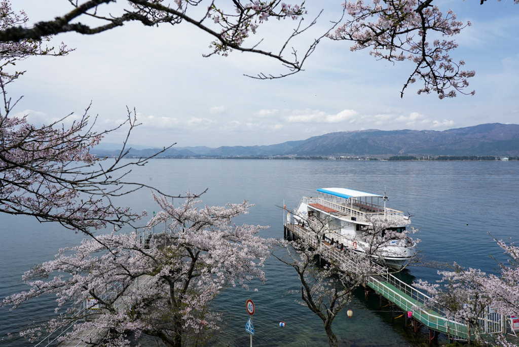 海津大崎の桜