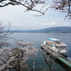 海津大崎の桜