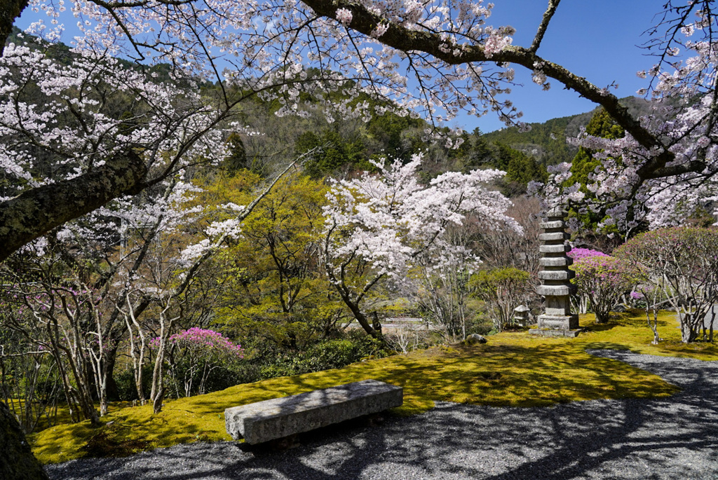 日本庭園の桜