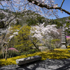 日本庭園の桜