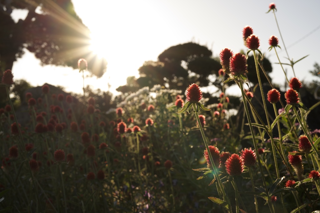 夕暮れ×センニチコウ