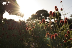 夕暮れ×センニチコウ