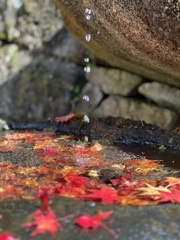 紅葉と波紋