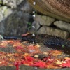 紅葉と波紋