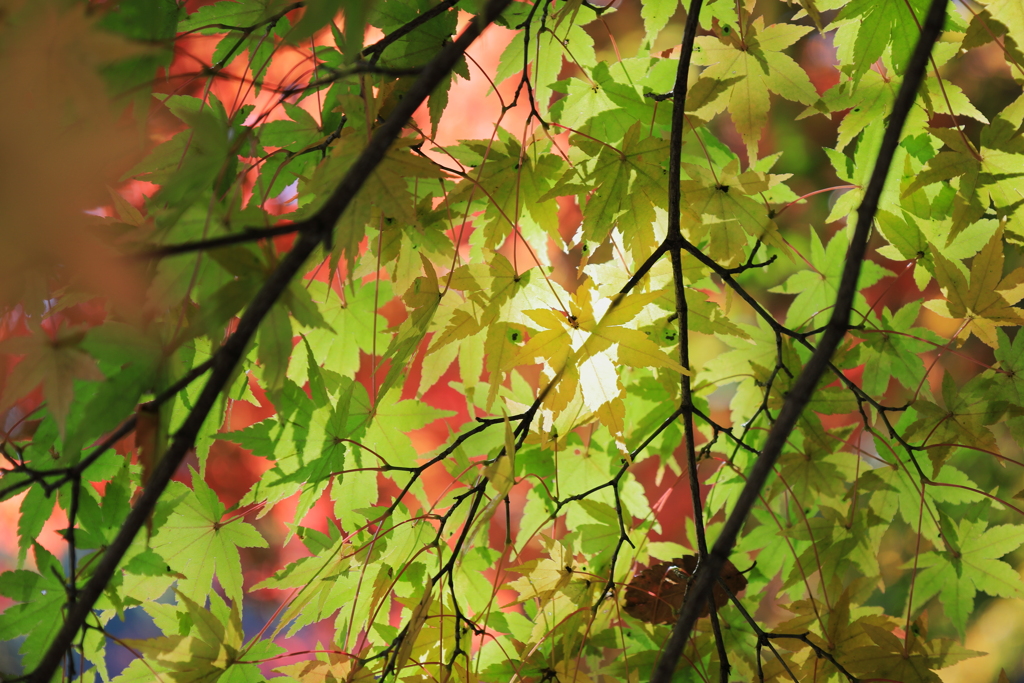 永源寺（もみじ寺）紅葉其４