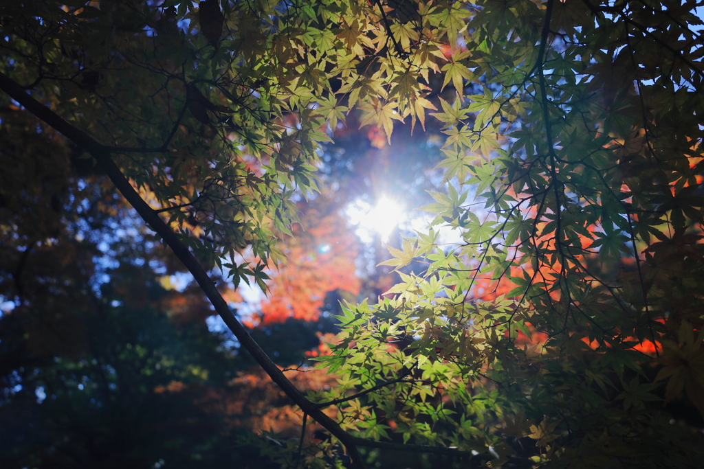 永源寺（もみじ寺）紅葉其６