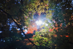 永源寺（もみじ寺）紅葉其６