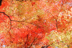 永源寺（もみじ寺）紅葉其８