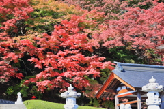 永源寺（もみじ寺）紅葉其1