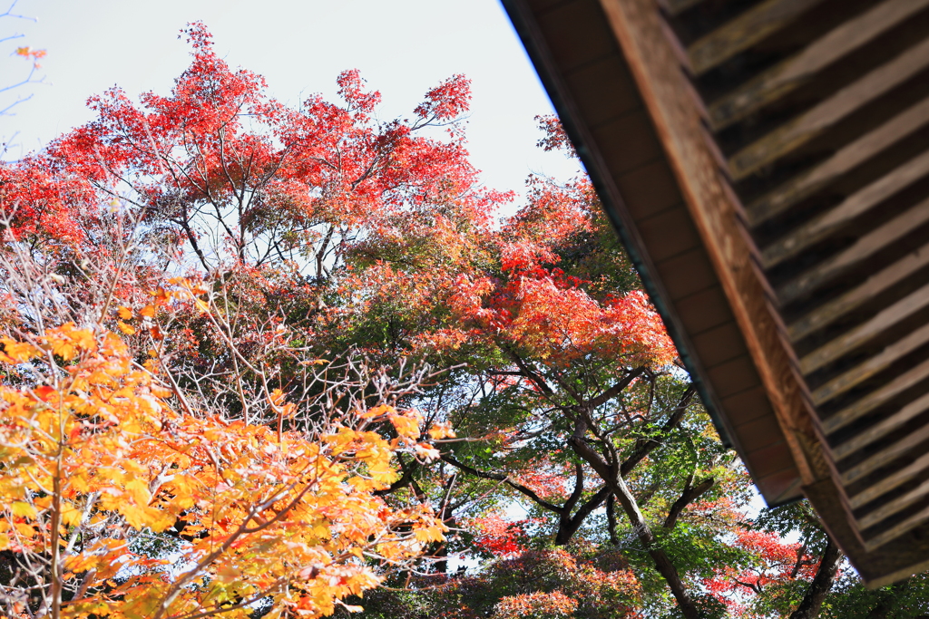 永源寺（もみじ寺）紅葉其11