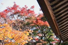 永源寺（もみじ寺）紅葉其11