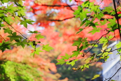 永源寺（もみじ寺）紅葉其９
