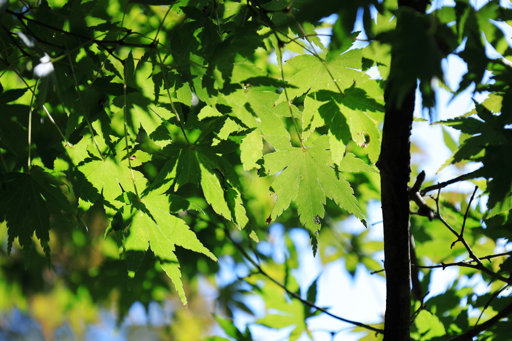 永源寺（もみじ寺）紅葉其２