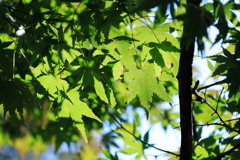 永源寺（もみじ寺）紅葉其２