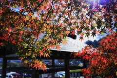 永源寺（もみじ寺）紅葉其３