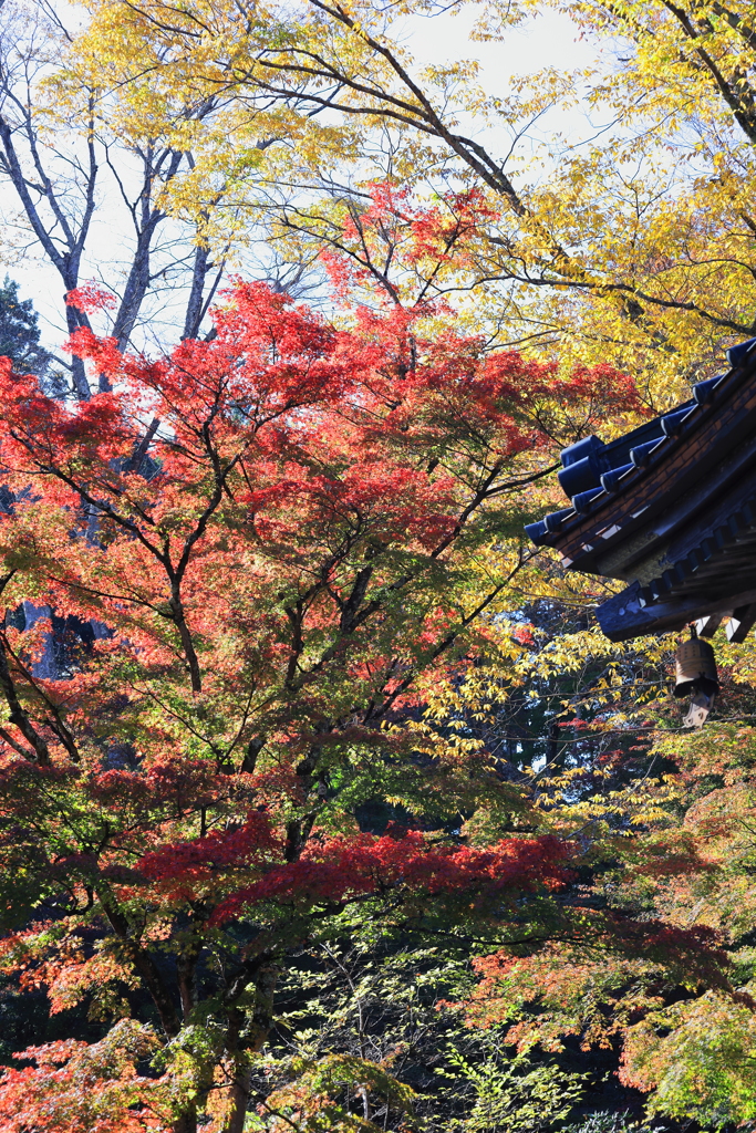 永源寺（もみじ寺）紅葉其10